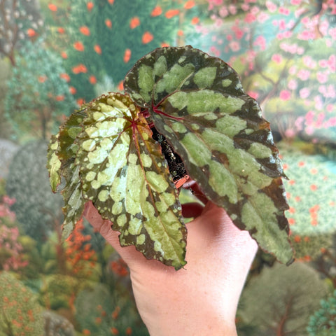 Begonia 'Lucifer' - Sprouts of Bristol
