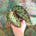 Begonia 'Lucifer' - Sprouts of Bristol