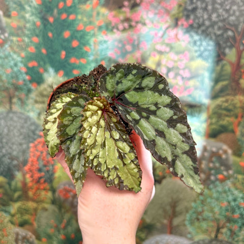 Begonia 'Lucifer' - Sprouts of Bristol
