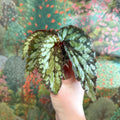 Begonia 'Lucifer' - Sprouts of Bristol