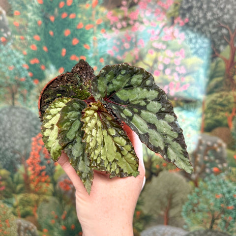 Begonia 'Lucifer' - Sprouts of Bristol