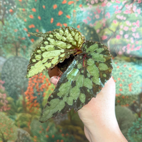 Begonia 'Lucifer' - Sprouts of Bristol