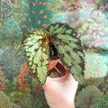 Begonia 'Lucifer' - Sprouts of Bristol