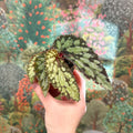 Begonia 'Lucifer' - Sprouts of Bristol