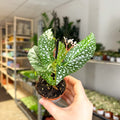 Begonia maculata ‘Bubbles’ – Polka Dot Begonia - Sprouts of Bristol