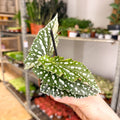 Begonia maculata ‘Silverspot’ – White Polka Dot Begonia - Sprouts of Bristol