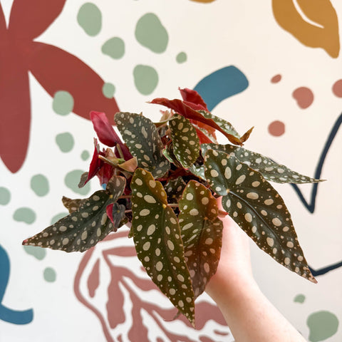 Begonia Maculata 'Wightii' - Polka Dot Begonia - Sprouts of Bristol