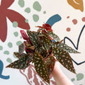 Begonia Maculata 'Wightii' - Polka Dot Begonia - Sprouts of Bristol