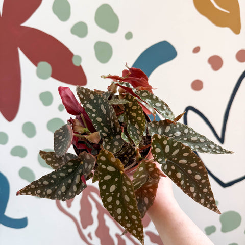 Begonia Maculata 'Wightii' - Polka Dot Begonia - Sprouts of Bristol