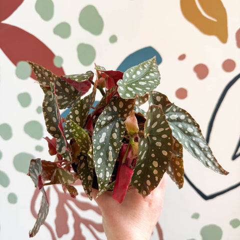 Begonia Maculata 'Wightii' - Polka Dot Begonia - Sprouts of Bristol