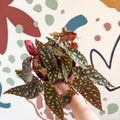 Begonia Maculata 'Wightii' - Polka Dot Begonia - Sprouts of Bristol