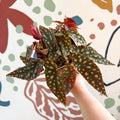 Begonia Maculata 'Wightii' - Polka Dot Begonia - Sprouts of Bristol