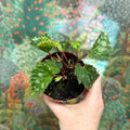 Begonia ‘Mantuk’ - Sprouts of Bristol
