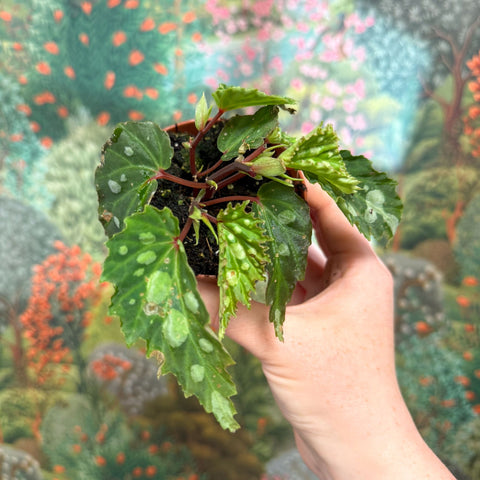 Begonia ‘Mantuk’ - Sprouts of Bristol