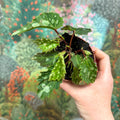 Begonia ‘Mantuk’ - Sprouts of Bristol
