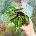 Begonia ‘Mantuk’ - Sprouts of Bristol