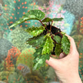 Begonia ‘Mantuk’ - Sprouts of Bristol