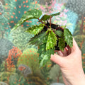 Begonia ‘Mantuk’ - Sprouts of Bristol