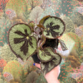Begonia masoniana ‘Mountain’ – Iron Cross Begonia - Sprouts of Bristol