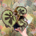 Begonia masoniana ‘Mountain’ – Iron Cross Begonia - Sprouts of Bristol