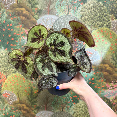 Begonia masoniana ‘Mountain’ – Iron Cross Begonia - Sprouts of Bristol