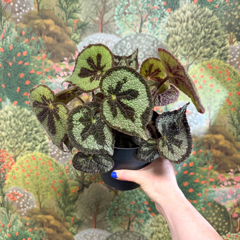 Begonia masoniana ‘Mountain’ – Iron Cross Begonia - Sprouts of Bristol