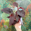 Begonia ‘Morris’ - Sprouts of Bristol