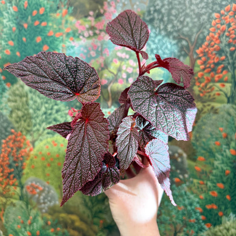 Begonia ‘Morris’ - Sprouts of Bristol