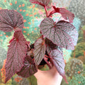 Begonia ‘Morris’ - Sprouts of Bristol