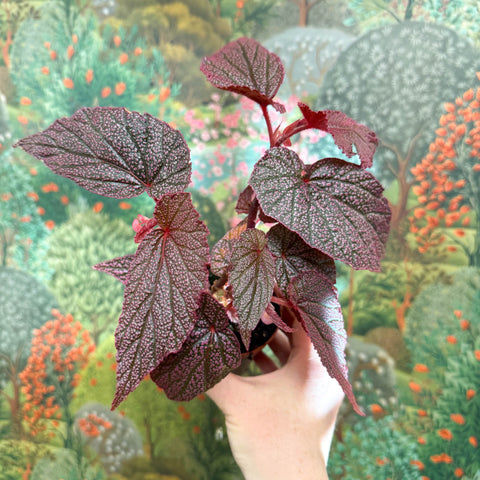 Begonia ‘Morris’ - Sprouts of Bristol