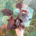 Begonia ‘Morris’ - Sprouts of Bristol
