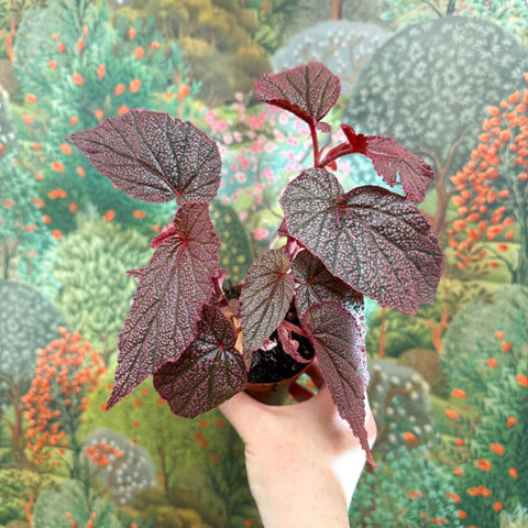 Begonia ‘Morris’ - Sprouts of Bristol