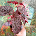 Begonia ‘Morris’ - Sprouts of Bristol