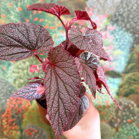 Begonia ‘Morris’ - Sprouts of Bristol