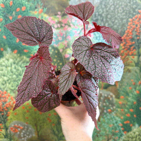 Begonia ‘Morris’ - Sprouts of Bristol