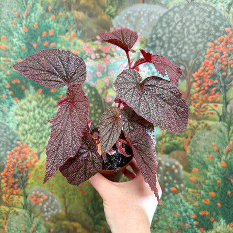 Begonia ‘Morris’ - Sprouts of Bristol