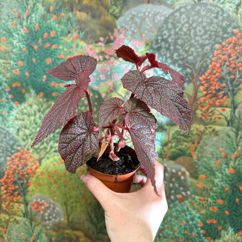 Begonia ‘Morris’ - Sprouts of Bristol