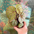 Begonia ‘Muara Wahau’ - Sprouts of Bristol