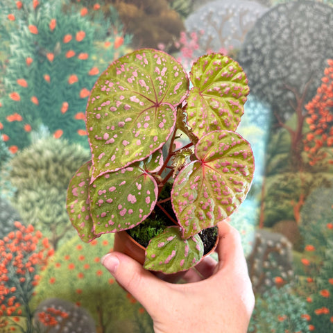 Begonia ‘Muara Wahau’ - Sprouts of Bristol