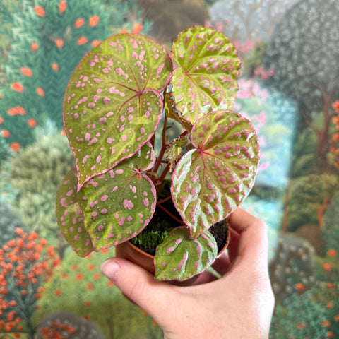 Begonia ‘Muara Wahau’ - Sprouts of Bristol