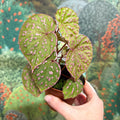 Begonia ‘Muara Wahau’ - Sprouts of Bristol