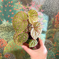 Begonia ‘Muara Wahau’ - Sprouts of Bristol