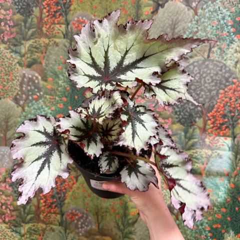 Begonia ‘Nordic Glacier’ – Rex Begonia - Sprouts of Bristol