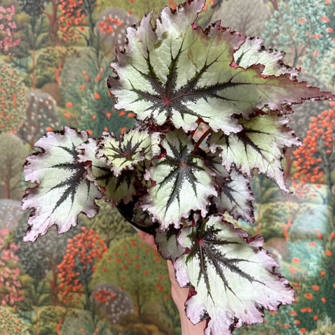Begonia ‘Nordic Glacier’ – Rex Begonia - Sprouts of Bristol