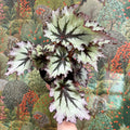 Begonia ‘Nordic Glacier’ – Rex Begonia - Sprouts of Bristol