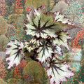 Begonia ‘Nordic Glacier’ – Rex Begonia - Sprouts of Bristol