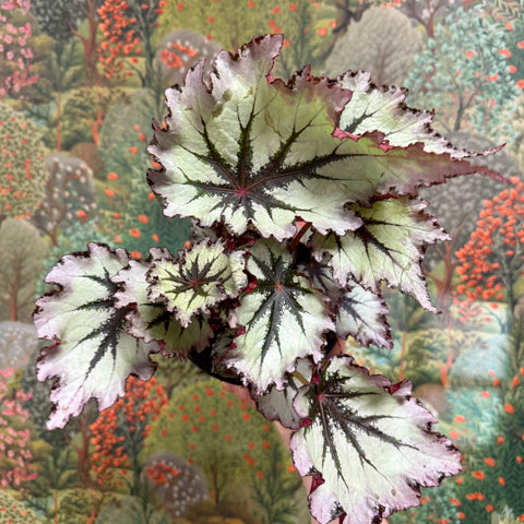 Begonia ‘Nordic Glacier’ – Rex Begonia - Sprouts of Bristol