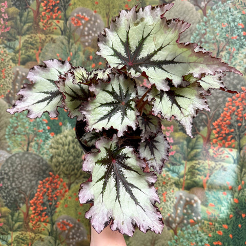Begonia ‘Nordic Glacier’ – Rex Begonia - Sprouts of Bristol