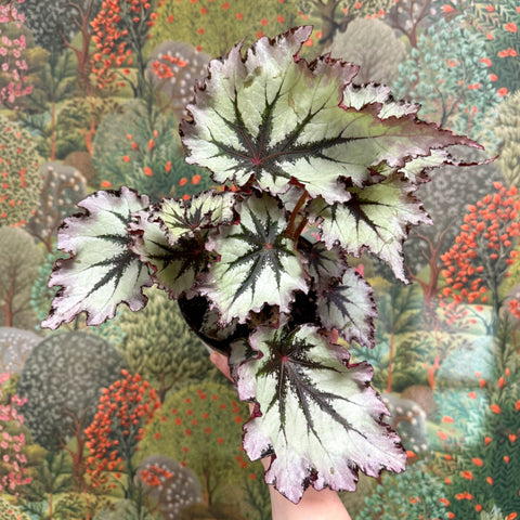 Begonia ‘Nordic Glacier’ – Rex Begonia - Sprouts of Bristol