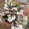Begonia ‘Nordic Glacier’ – Rex Begonia - Sprouts of Bristol